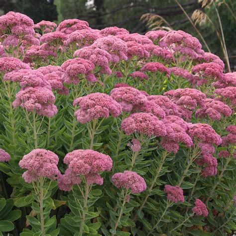 sedum herbstfreude autumn joy